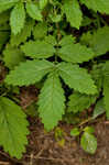 Beaked agrimony